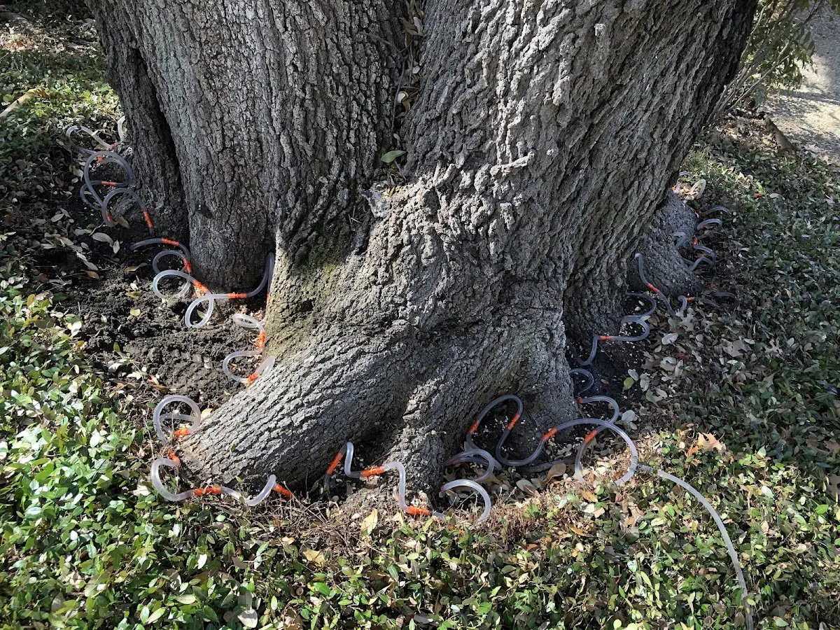 Detailed Tree Cabling and Bracing job site in Omaha